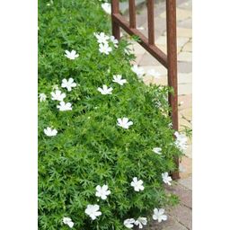 Garden basics 24x Geranium sang. 'Album' - ↕10-25cm - Ø9cm (50432)