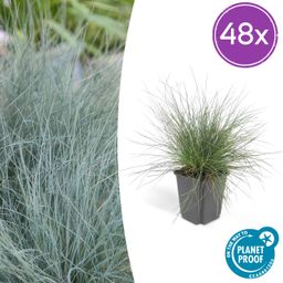 Garden basics 48x Festuca glauca 'Elijah Bleu' - ↕10-25cm - Ø9cm (50413)