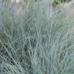 Garden basics 48x Festuca glauca 'Elijah Bleu' - ↕10-25cm - Ø9cm (50413)