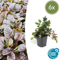 Garden basics 6x Ajuga reptans - ↕10-25cm - Ø9cm (46859)