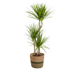 Dracaena Marginata Green met mand Ø21cm - ↕110 (48775)