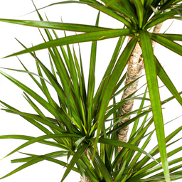 Dracaena Marginata Green met mand Ø21cm - ↕110 (48775)