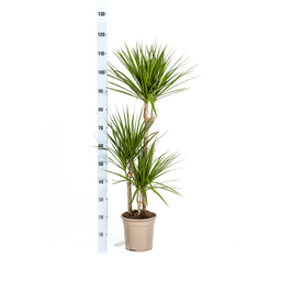 Dracaena Marginata Green met mand Ø21cm - ↕110 (48775)
