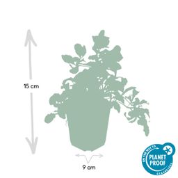 Garden basics 6x Ajuga reptans - ↕10-25cm - Ø9cm (46859)
