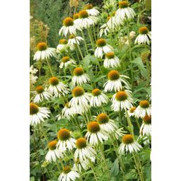 Garden basics 60x Echinacea p. 'White Swan' - ↕10-25cm - Ø9cm (47693)