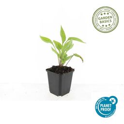 Garden basics 60x Echinacea p. 'White Swan' - ↕10-25cm - Ø9cm (47693)
