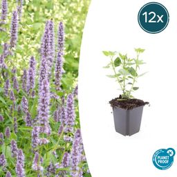 Garden basics 12x Agastache 'Blue Fortune' - ↕10-25cm - Ø9cm (47565)