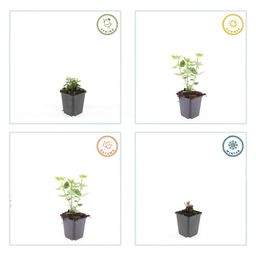 Garden basics 12x Agastache 'Blue Fortune' - ↕10-25cm - Ø9cm (47565)