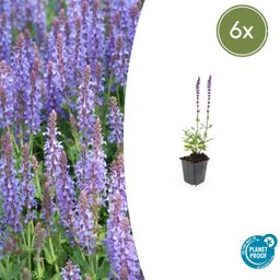 Garden basics 6x Salvia nem. 'Caradonna' - ↕10-25cm - Ø9cm (47985)