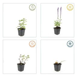 Garden basics 6x Salvia nem. 'Caradonna' - ↕10-25cm - Ø9cm (47985)