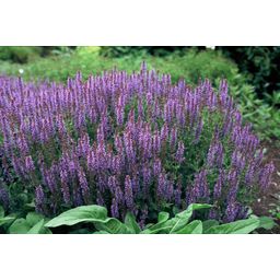 Garden basics 6x Salvia nem. 'Caradonna' - ↕10-25cm - Ø9cm (47985)