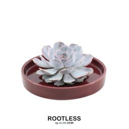 Rootless by aloe demi ROOTLESS Succulent Echeveria Lilacina in schaal 'rood' Ø20 cm (8721001420230)