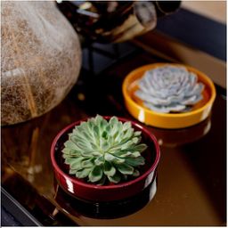 Rootless by aloe demi ROOTLESS Succulent Echeveria Lilacina in schaal 'rood' Ø20 cm (8721001420230)