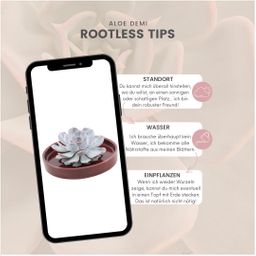 Rootless by aloe demi ROOTLESS Succulent Echeveria Lilacina in schaal 'rood' Ø20 cm (8721001420230)