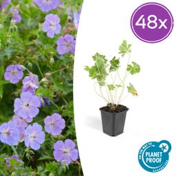 Garden basics 48x Geranium Rozanne - ↕10-25cm - Ø9cm (50321)