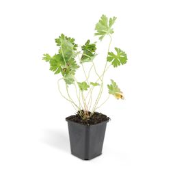 Garden basics 48x Geranium Rozanne - ↕10-25cm - Ø9cm (50321)