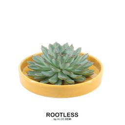 Rootless by aloe demi ROOTLESS Succulent Echeveria Pulidonis in schaal 'geel' Ø20 cm (8721001420131)