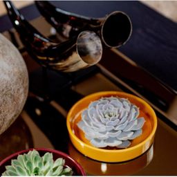 Rootless by aloe demi ROOTLESS Succulent Echeveria Pulidonis in schaal 'geel' Ø20 cm (8721001420131)