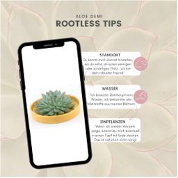 Rootless by aloe demi ROOTLESS Succulent Echeveria Pulidonis in schaal 'geel' Ø20 cm (8721001420131)