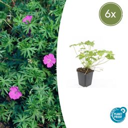 Garden basics 6x Geranium 'Tiny Monster' - ↕10-25cm - Ø9cm (47816)