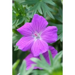 Garden basics 6x Geranium 'Tiny Monster' - ↕10-25cm - Ø9cm (47816)