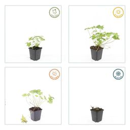 Garden basics 6x Geranium 'Tiny Monster' - ↕10-25cm - Ø9cm (47816)