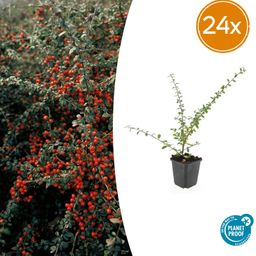 Garden basics 24x Cotoneaster suec. 'Coral Beauty' - ↕10-25cm - Ø9cm (50299)