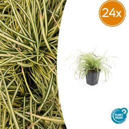 Garden basics 24x Carex oshim. 'Evergold' - ↕10-25cm - Ø9cm (50386)