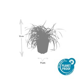 Garden basics 24x Carex oshim. 'Evergold' - ↕10-25cm - Ø9cm (50386)