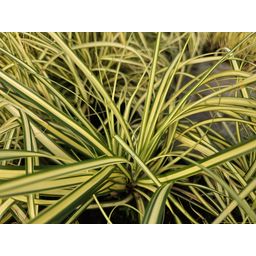 Garden basics 24x Carex oshim. 'Evergold' - ↕10-25cm - Ø9cm (50386)