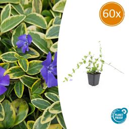 Garden basics 60x Vinca minor 'Blue and Gold' - ↕10-25cm - Ø9cm (48034)