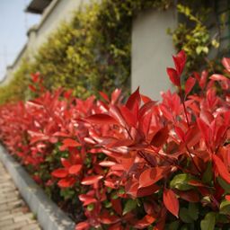 Plants by frank Grote Glansmispel planten voor 10 strekkende meter haag | - 12L - 20x | ↨ 125-150 cm - Carré Rouge (8721001420964)