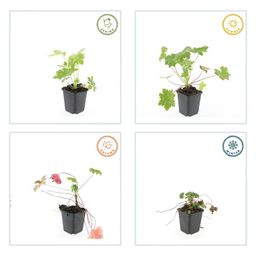 Garden basics 12x Geranium macr. 'Ingwersen's Var.' - ↕10-25cm - Ø9cm (47788)