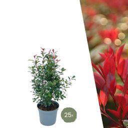 Plants by frank Grote Glansmispel planten voor 10 strekkende meter haag | - 12L - 20x | ↨ 125-150 cm - Carré Rouge (8721001420964)