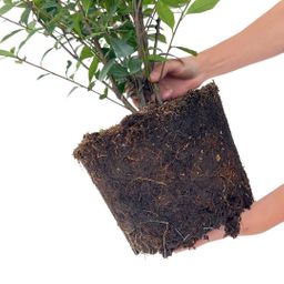 Plants by frank Grote Glansmispel planten voor 10 strekkende meter haag | - 12L - 20x | ↨ 125-150 cm - Carré Rouge (8721001420964)