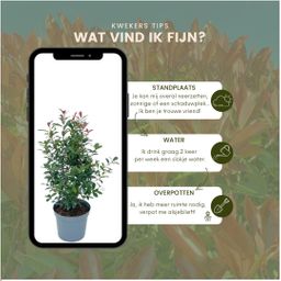 Plants by frank Grote Glansmispel planten voor 10 strekkende meter haag | - 12L - 20x | ↨ 125-150 cm - Carré Rouge (8721001420964)