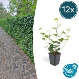 Garden basics 12x Hedera Hibernica - ↕10-25cm - Ø9cm (46930)
