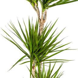 Dracaena Marginata Green met mand Ø24cm - ↕130 (48776)