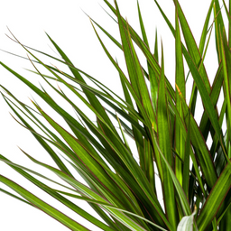 Dracaena Marginata Green met mand Ø24cm - ↕130 (48776)