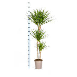 Dracaena Marginata Green met mand Ø24cm - ↕130 (48776)