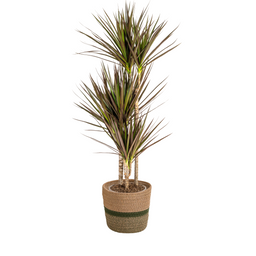 Dracaena Marginata Magenta met mand Ø21cm - ↕110 (48766)