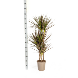 Dracaena Marginata Magenta met mand Ø21cm - ↕110 (48766)