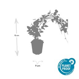 Garden basics 12x Vinca major 'Variegata' - ↕10-25cm - Ø9cm (48016)