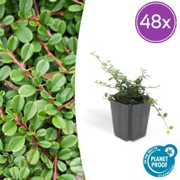 Garden basics 48x Cotoneaster pr. 'Streib's Findling' - ↕10-25cm - Ø9cm (50295)