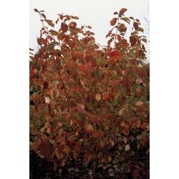 Garden basics 24x Cornus sang. 'Midwinter Fire' - ↕10-25cm - Ø9cm (50394)