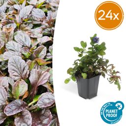 Garden basics 24x Ajuga reptans - ↕10-25cm - Ø9cm (50272)