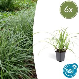 Garden basics 6x Carex morrowii 'Ice Dance' - ↕10-25cm - Ø9cm (47638)