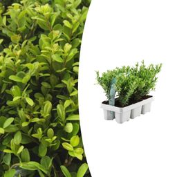 Premium basics 1x 6 pack Ilex crenata 'Jenny' - 6 x Ø7 cm (48069)
