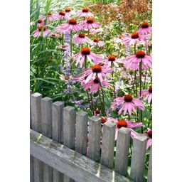 Garden basics 24x Echinacea p. 'Magnus' - ↕10-25cm - Ø9cm (50398)