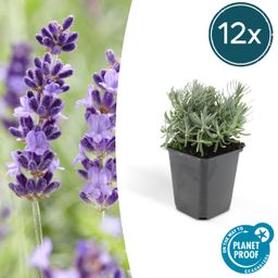 Garden basics 12x Lavandula 'Hidcote' - ↕10-25cm - Ø9cm (46945)